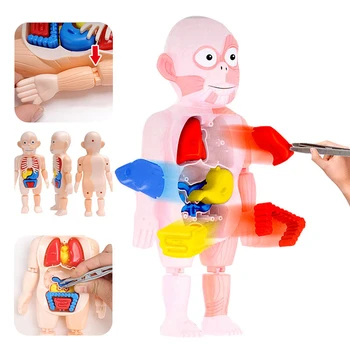 Crianças Brinquedo Bonecas Corpo Humano Modelo 3D de Órgãos Montessori Quebra-cabeça do Corpo Humano Anatomia Modelo Crianças de ensino Aprendizagem Montado Brinquedo