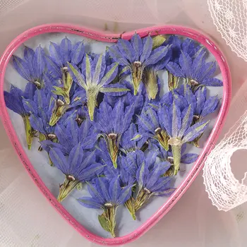 Ventilador De Forma, De Cor Azul, Pétalas Secas Pressionado Flor Para Cartão De Convite Frete Grátis 120 Pcs
