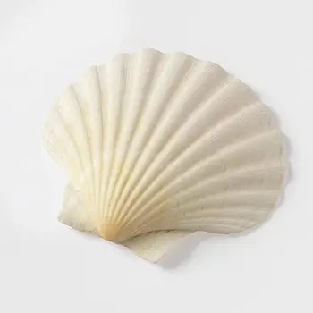 1 Par de 10~14 cm Naturais Concha de Vieira Branco de Coco, Decoração de Casamento Conchas Conchas Decoração do Aquário Amostra S0M2