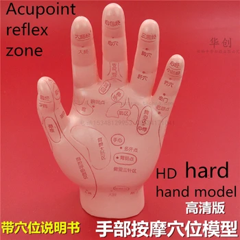 HD Humanos Acupuntura Palma rígido Modelo de Mão Médicos ensinam o Meridiano Acupoint Modelo de 15CM Chinês Tradicional Modelo de Ensino Médico