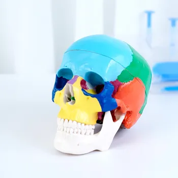 22 Peças Coloridas 1:1 Tamanho da Vida Humana Destacável Crânio Modelo de Cabeça de Anatomia Assembléia Médica Ferramenta de Ensino Dentista utilizados na Cavidade Oral