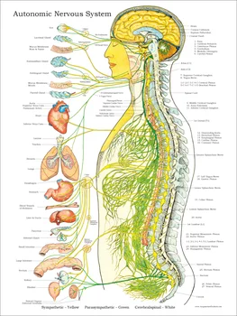 Sistema Nervoso autônomo Arte de Seda Cartaz Impressão 24x36inch